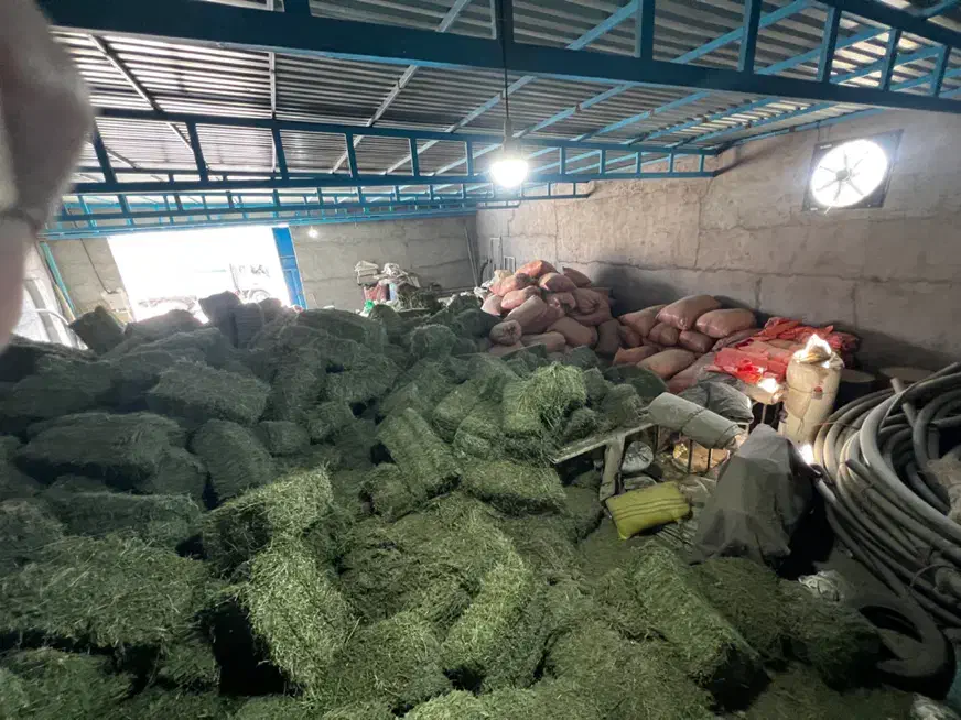 یونجه|خدمات باغبانی و درختکاری|بهبهان, |دیوار