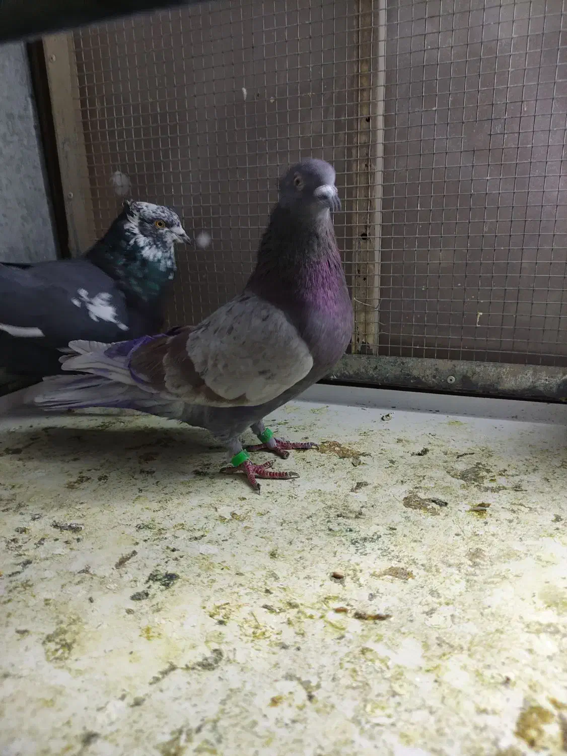 پرنده|پرنده|کرمانشاه, |دیوار