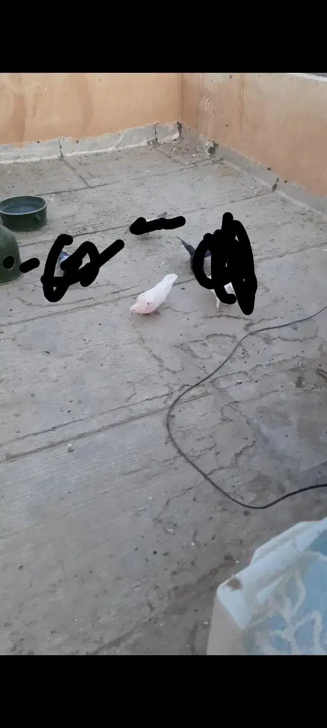 کفتر گم شده|حیوانات|پاکدشت, پاکدشت (مامازند)|دیوار