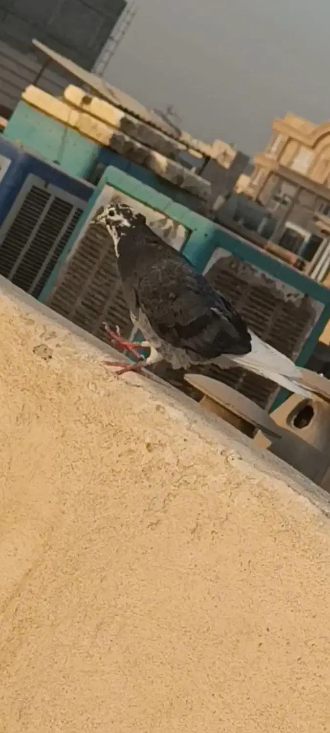 جوجه گمشده|پرنده|اسلامشهر, مظفریه|دیوار