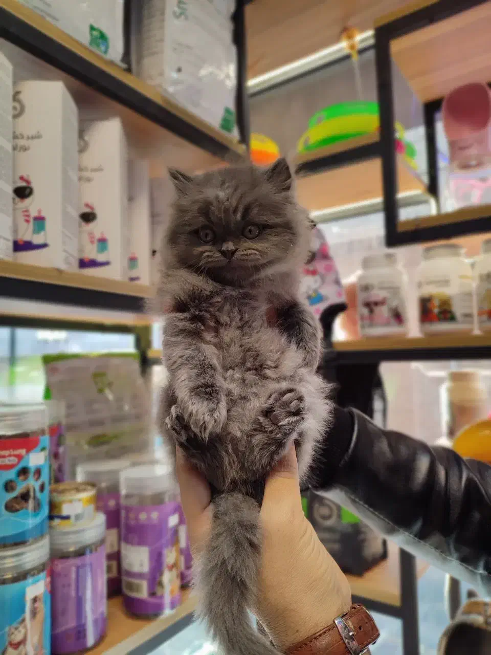 پرشین بلو بریتیش لانگ هیر بلو گربه|گربه|تبریز, |دیوار