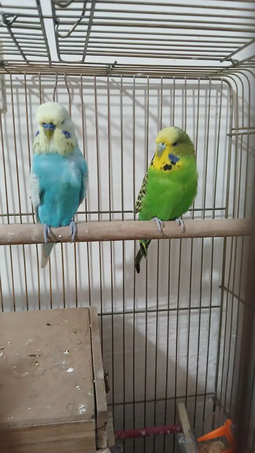 مرغ عشق انگلیسی|پرنده|ری, جوانمرد قصاب|دیوار