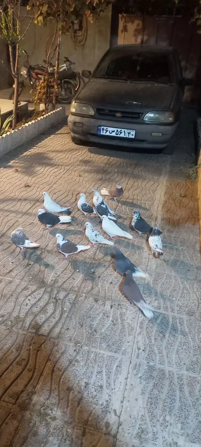 تعداد ۱۵ عددکفتر تهرانی|پرنده|بشاریات, |دیوار