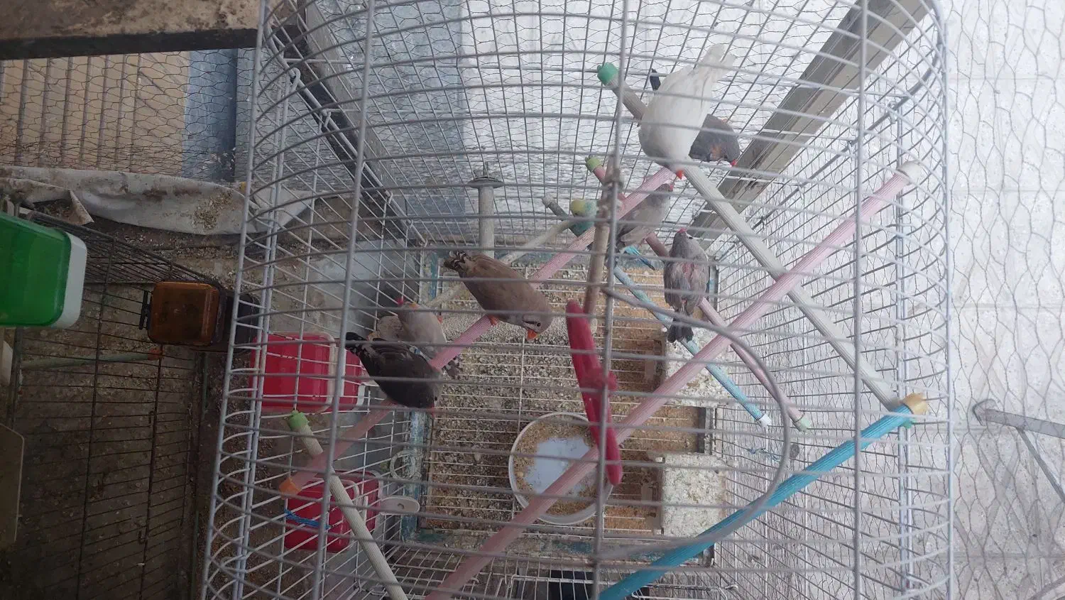 فنچ|پرنده|ری, شهید غیوری (ابن باویه)|دیوار