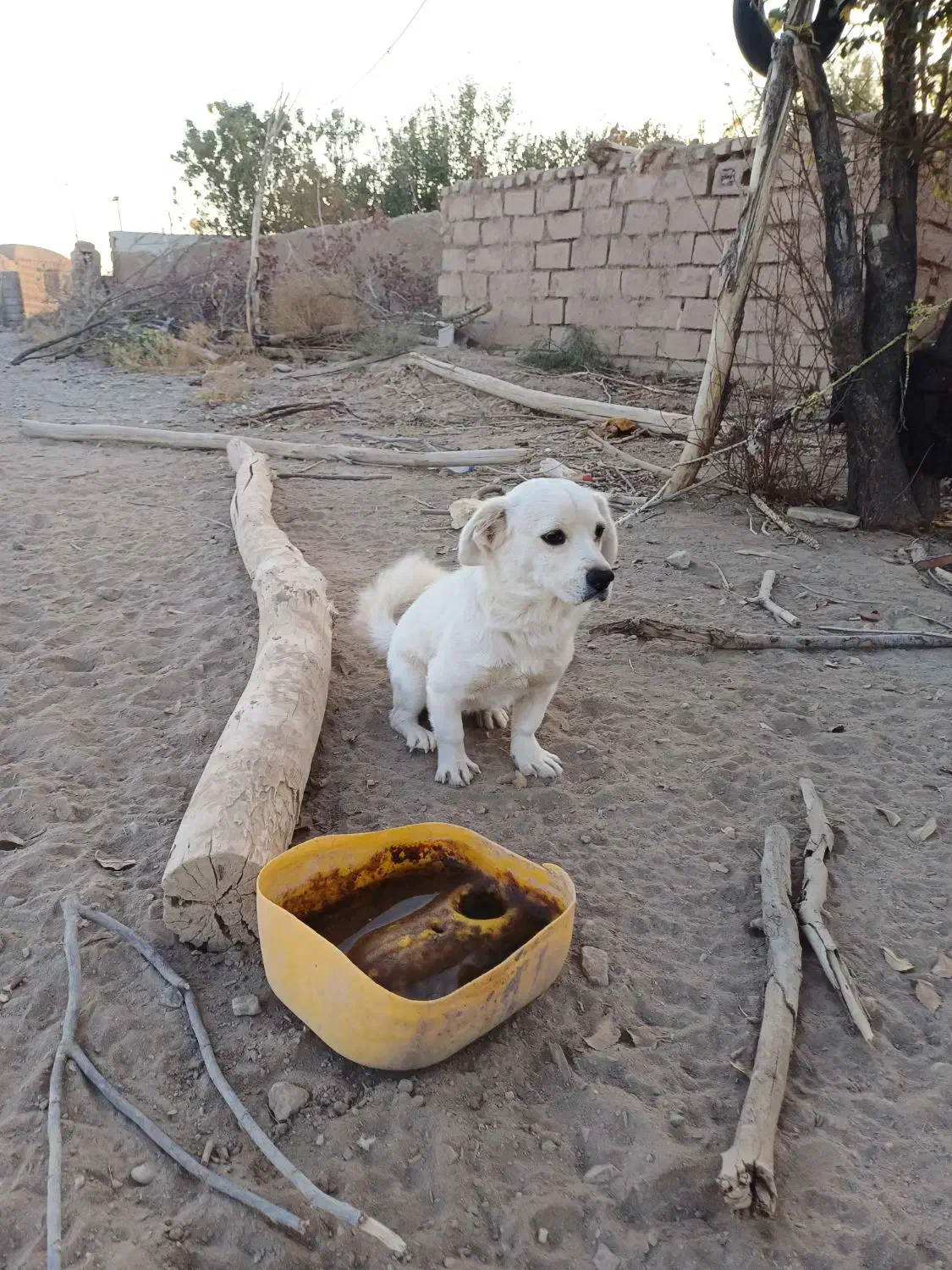 سگ خانگی|سگ|سیرجان, |دیوار