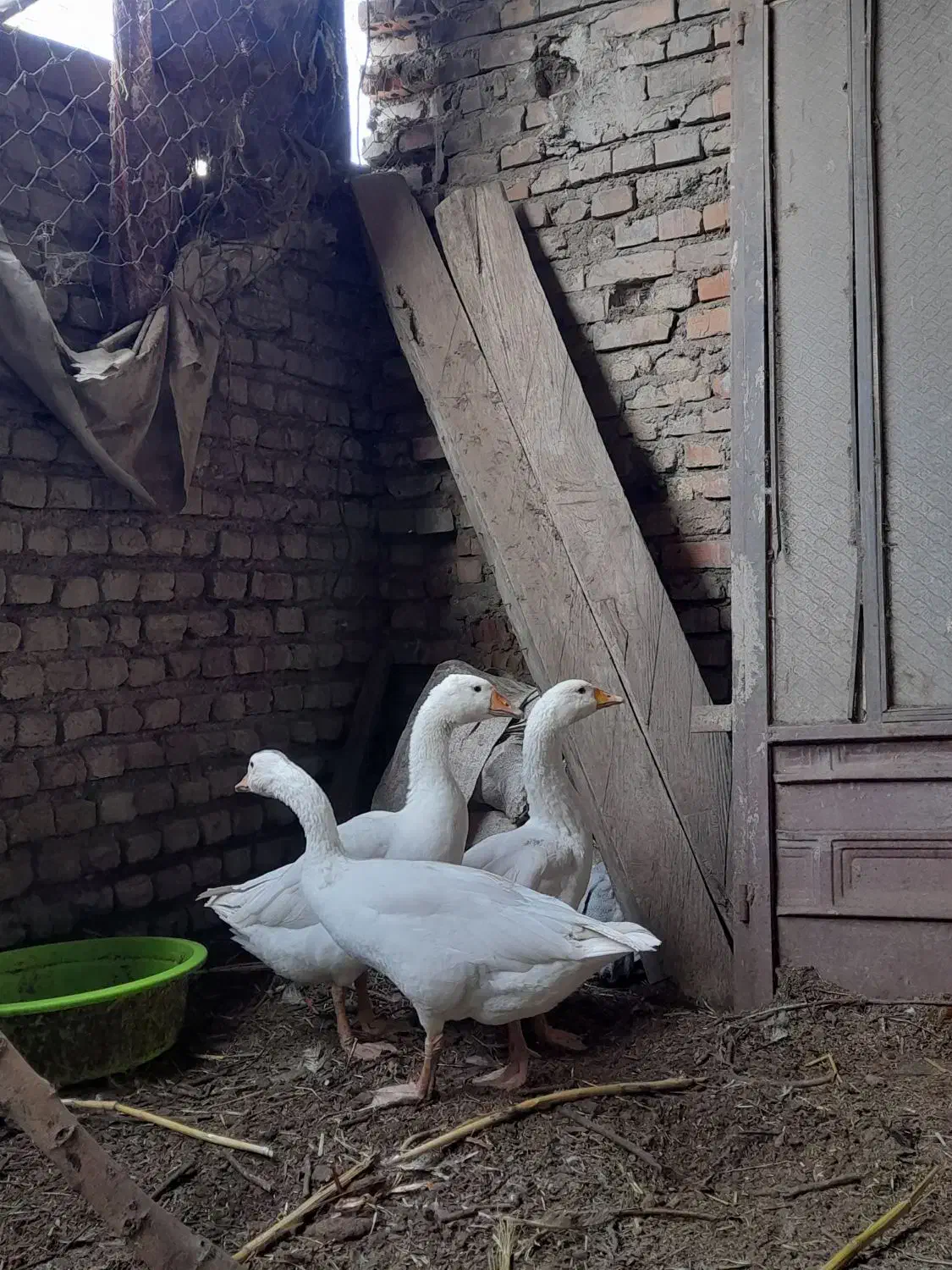 غازمحلی|حیوانات مزرعه|آزادشهر, |دیوار