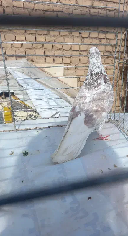 کبوتر شکار|پرنده|اردکان, |دیوار