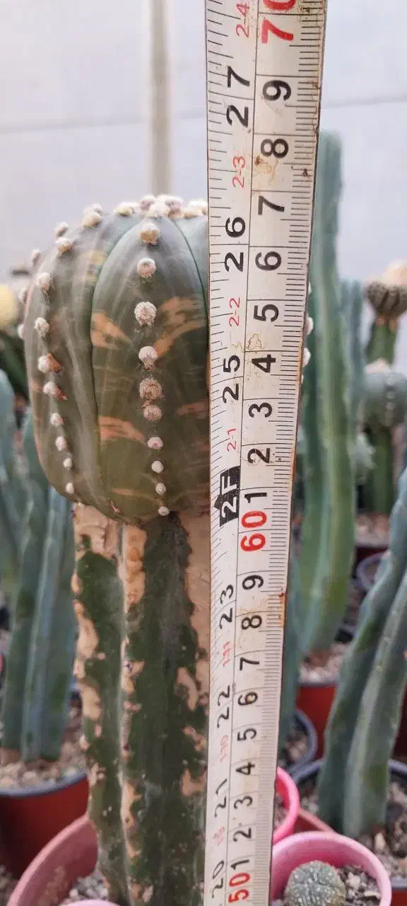 کاکتوس ابلق|گل و گیاه طبیعی|پاکدشت, پاکدشت (مامازند)|دیوار