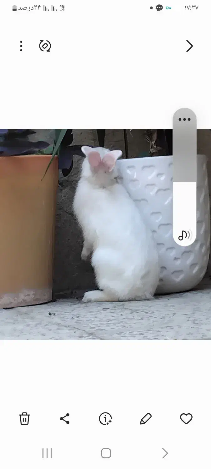 خرگوش سفید گم شده|حیوانات|یاسوج, |دیوار