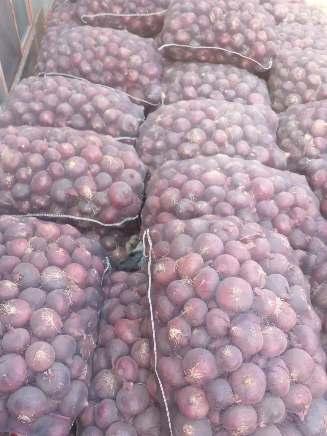 پیاز قرمز سیاه|عمده‌فروشی|مراغه, |دیوار