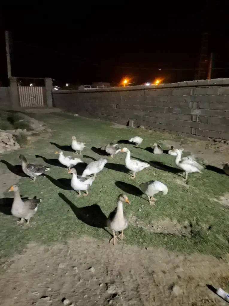 غاز|حیوانات مزرعه|بروجرد, |دیوار