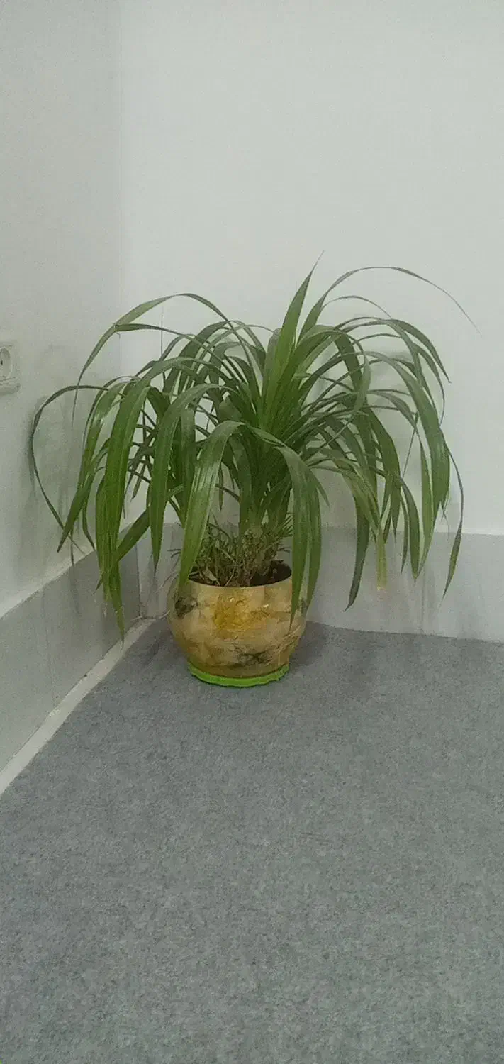 گلدان|کارت هدیه و تخفیف|شاهینشهر, گزبرخوار|دیوار