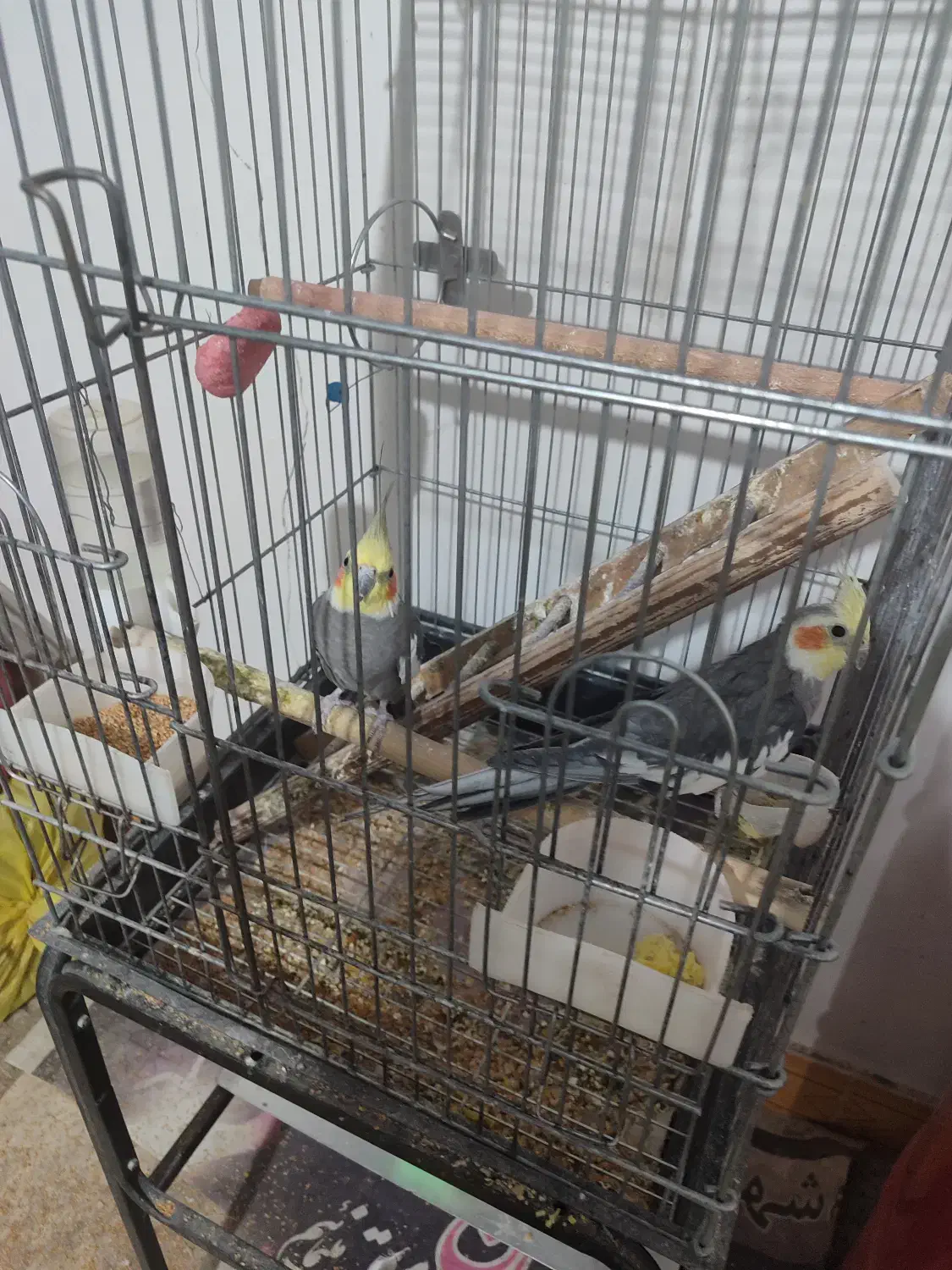 پرنده|پرنده|ملایر, |دیوار