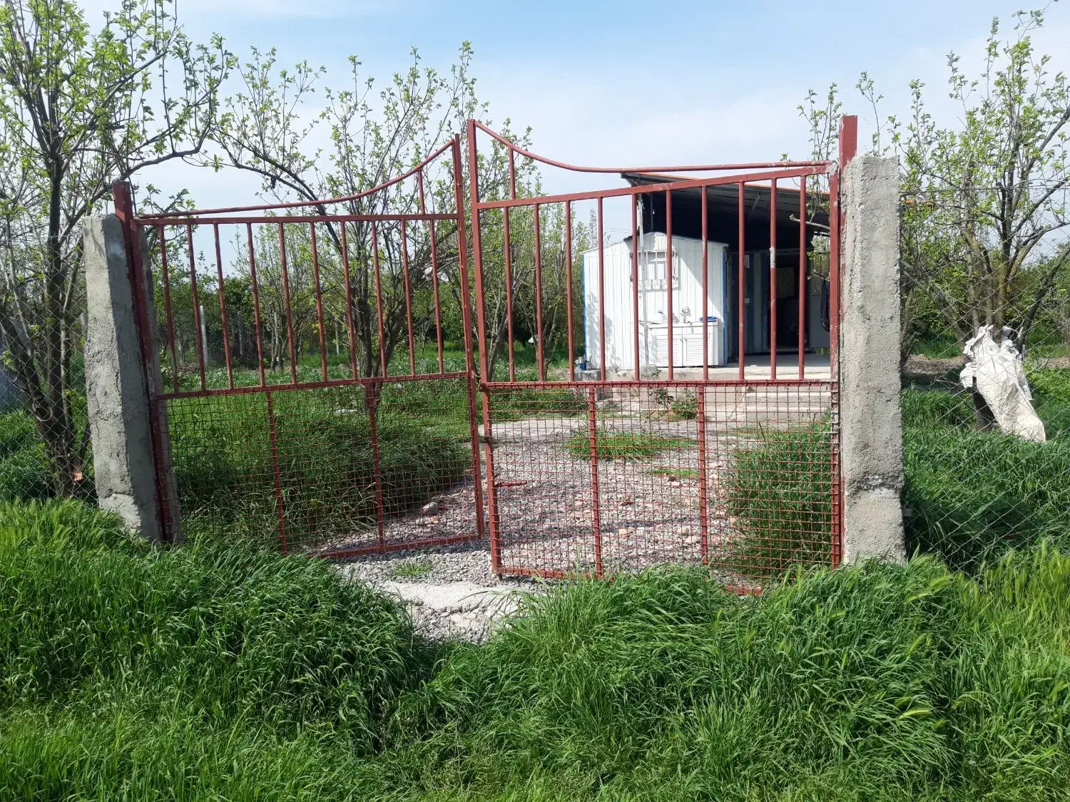 یک باب مغازه با۸۰۰ مترباغ یکجا هم نقدهم معاوضه|فروش مغازه و غرفه|گرگان, |دیوار