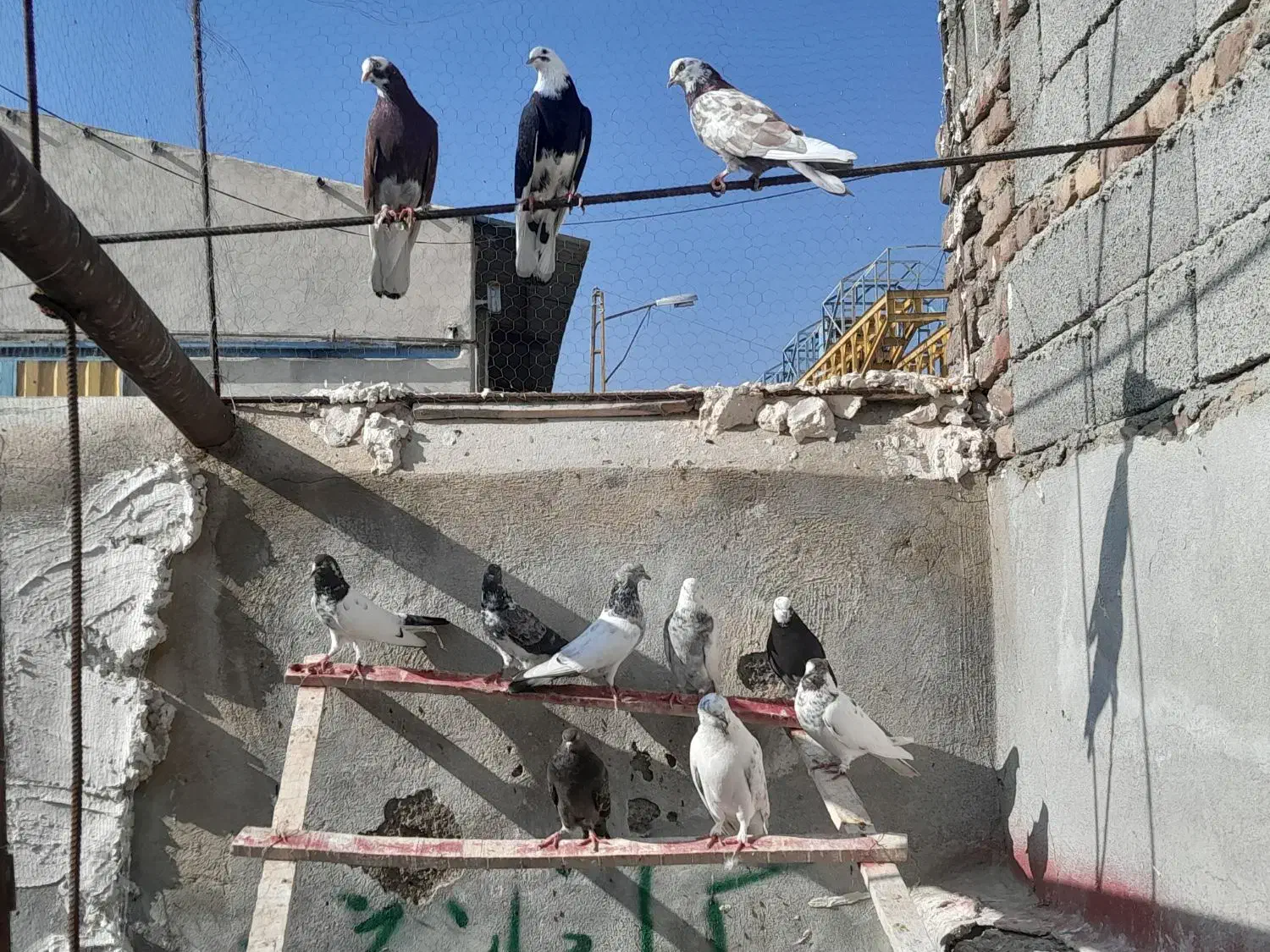 کبوتر واقعا خاص|پرنده|سلماس, |دیوار