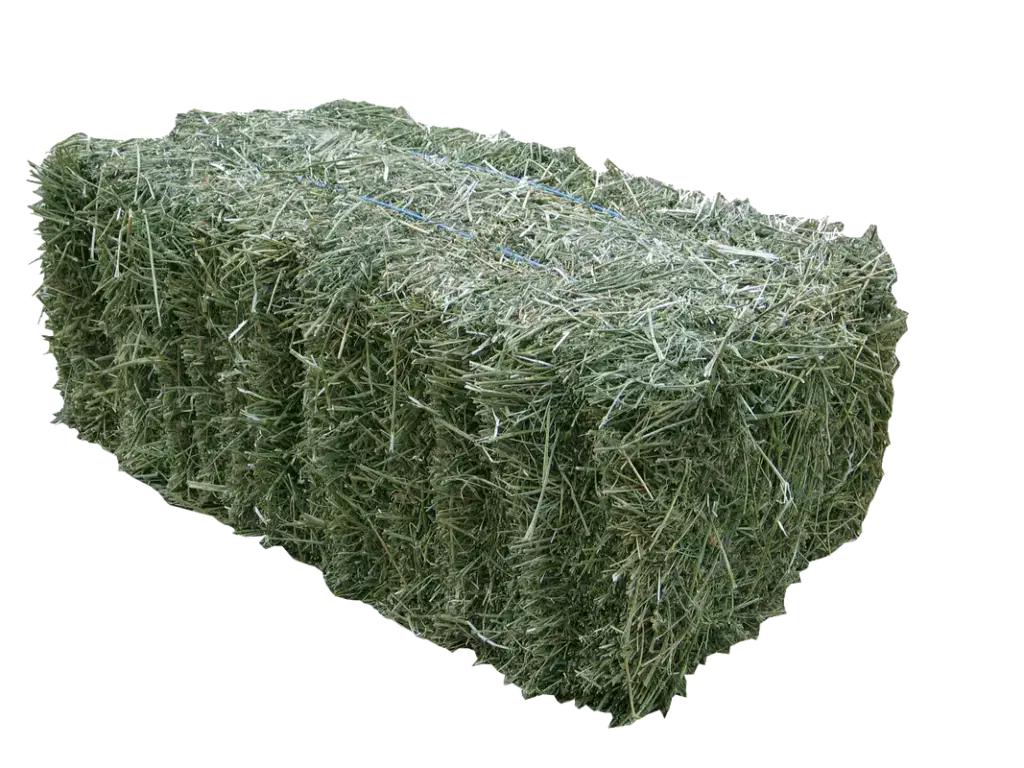 پخش علوفه دام|لوازم جانبی حیوانات|لاهیجان, بازکیاگوراب|دیوار