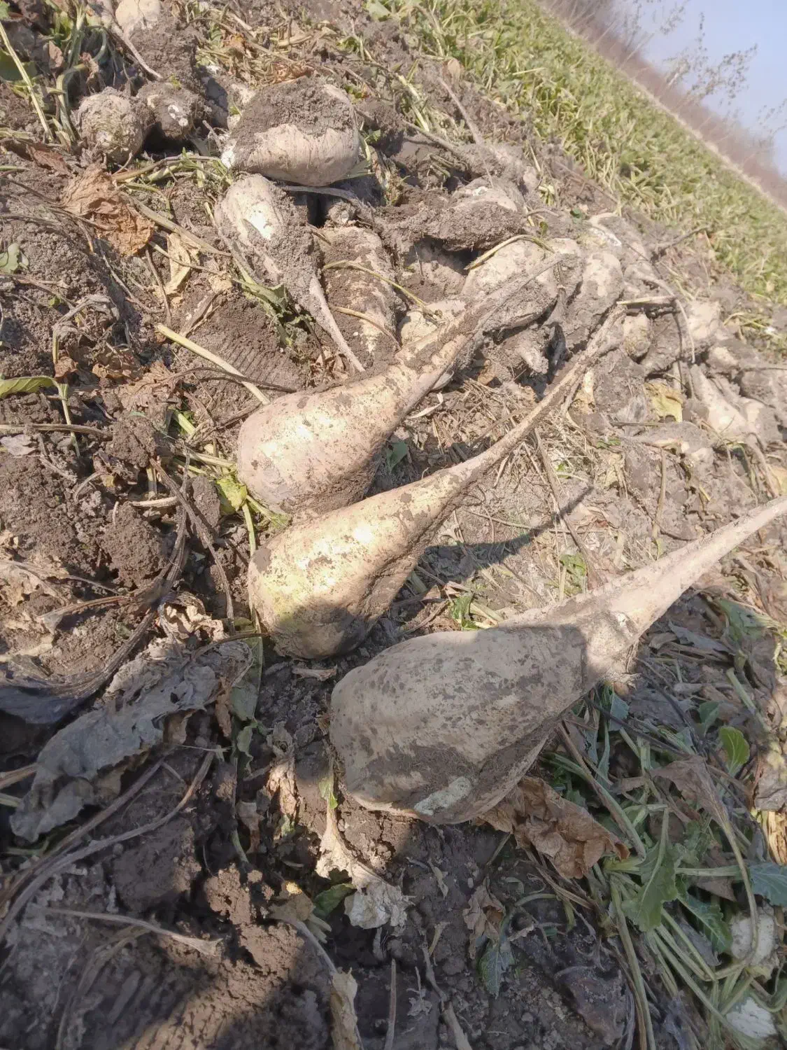 چغندر|عمده‌فروشی|بکتاش, |دیوار