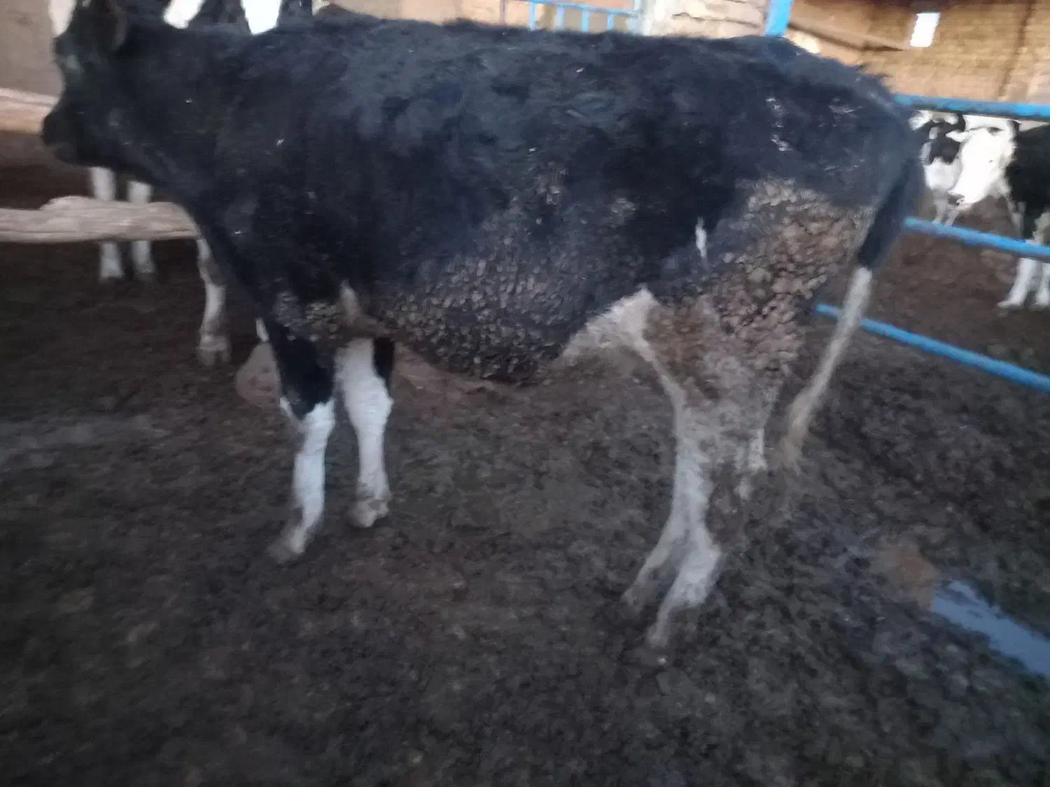 تلیسه|حیوانات مزرعه|فیروزه, |دیوار