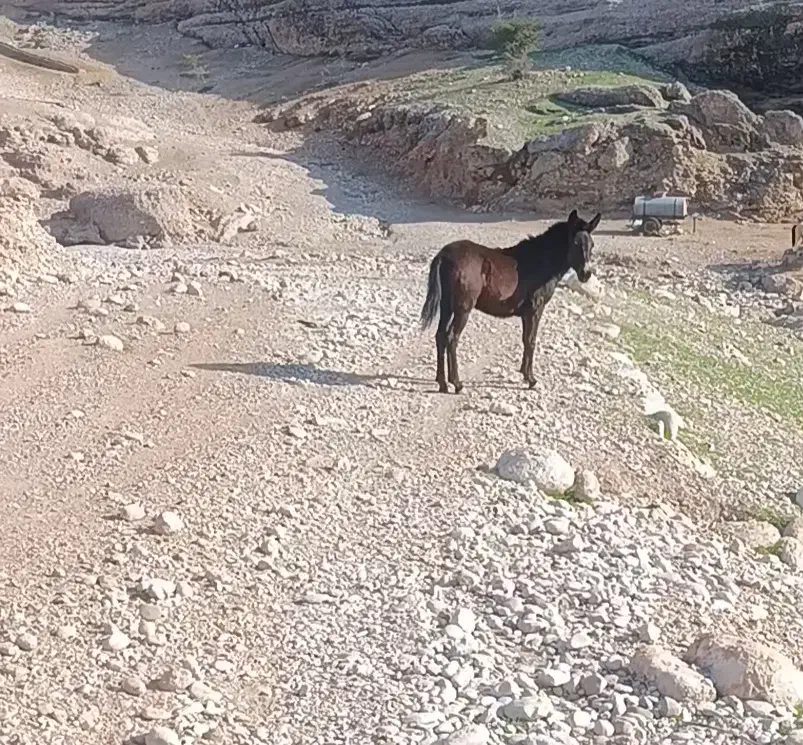 قاطر ماده|حیوانات مزرعه|مسجد سلیمان, |دیوار