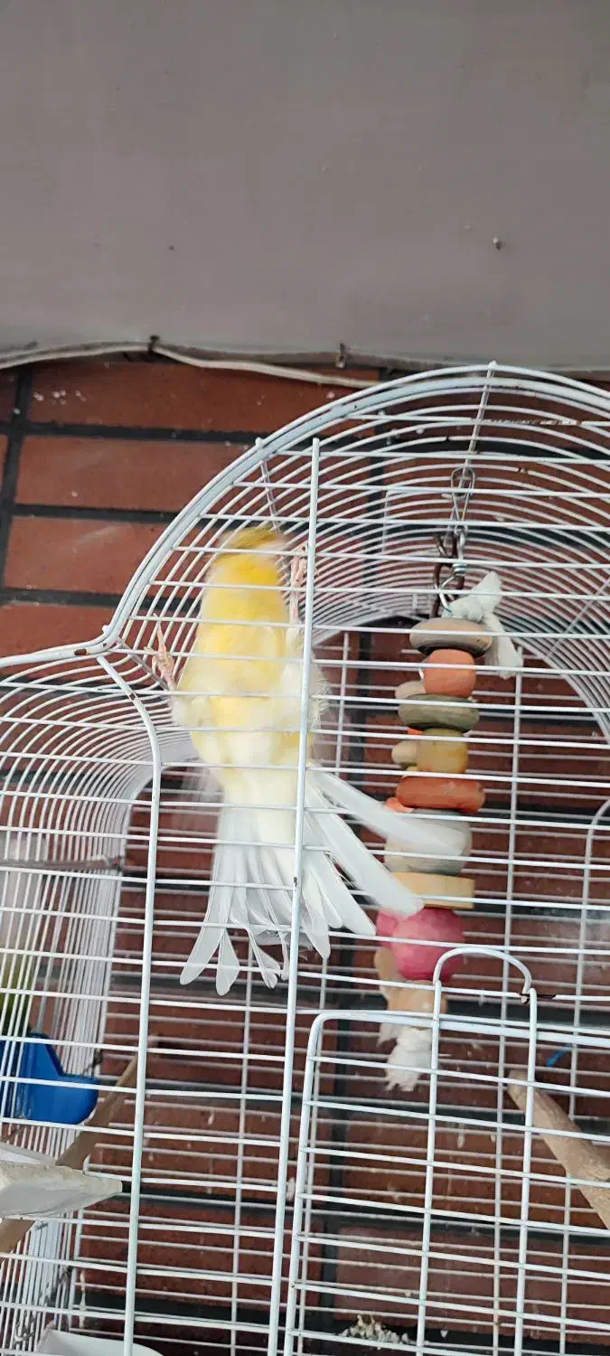 قناری کلاستر نر|پرنده|سبزوار, کاشفی شمالی (دادگستری)|دیوار