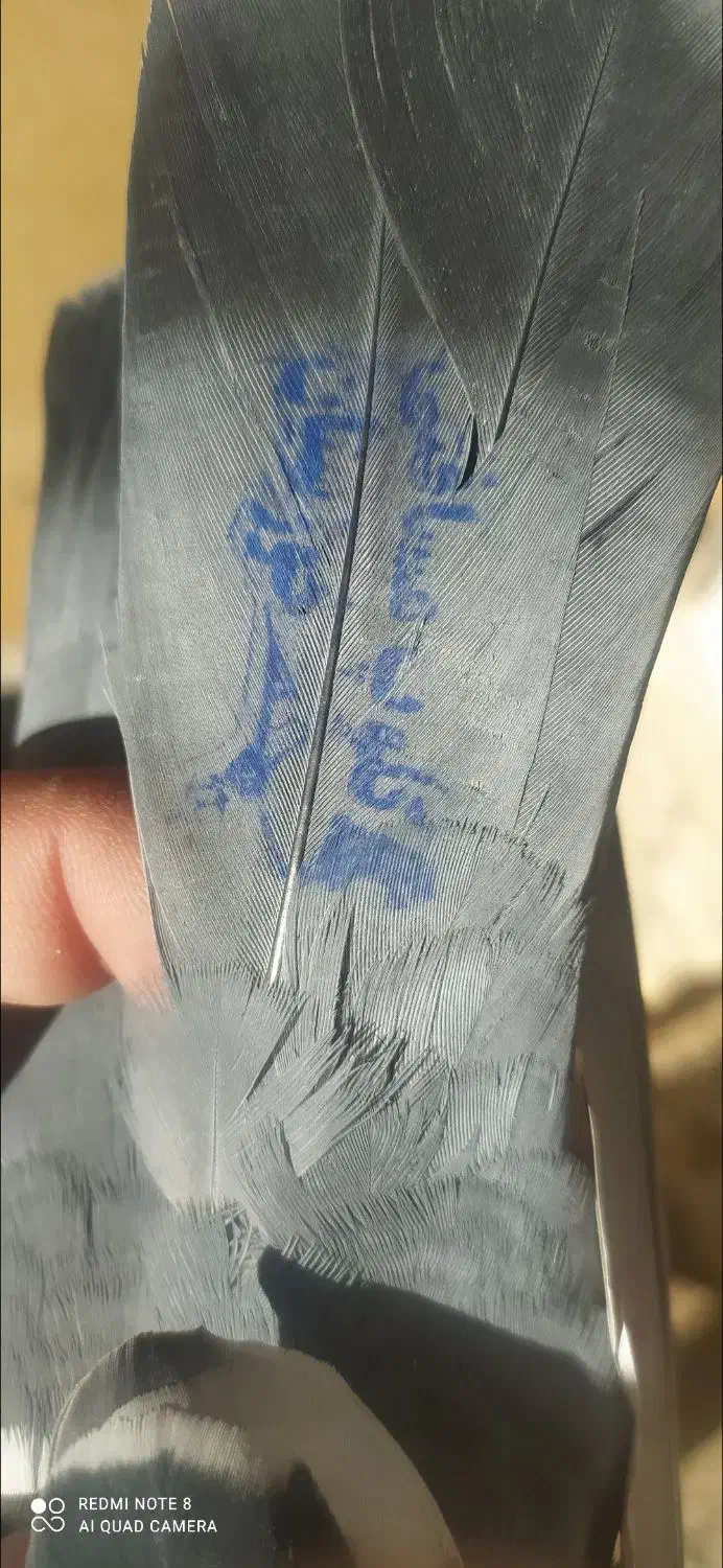 کفترپلاکی|حیوانات|خرم‌آباد, |دیوار