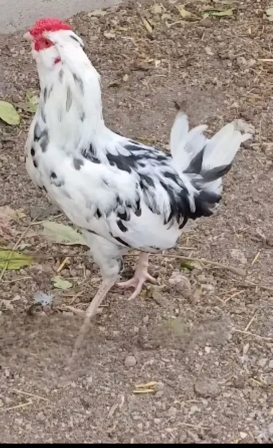 خروس گلین|حیوانات مزرعه|مشگین شهر, |دیوار