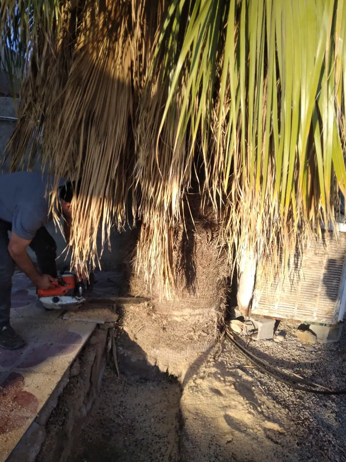 قطع و برش رایگان نخل|خدمات باغبانی و درختکاری|برازجان, |دیوار