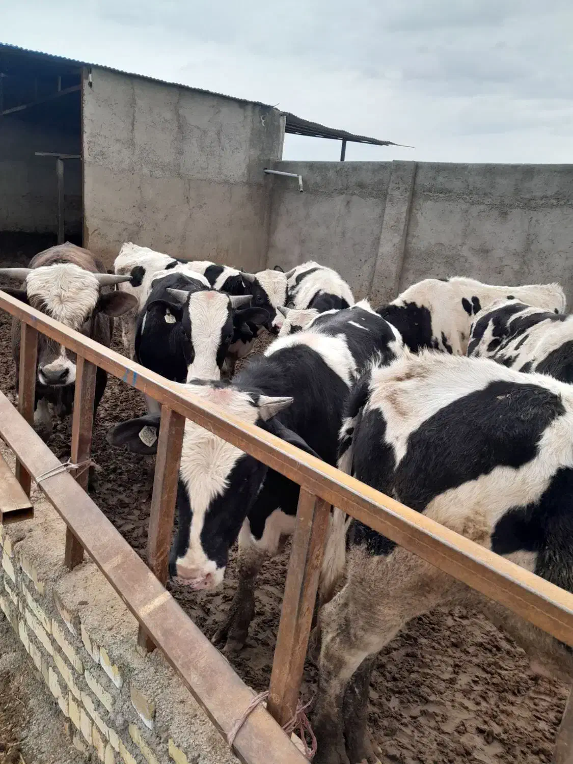 گوساله|حیوانات مزرعه|قزوین, |دیوار