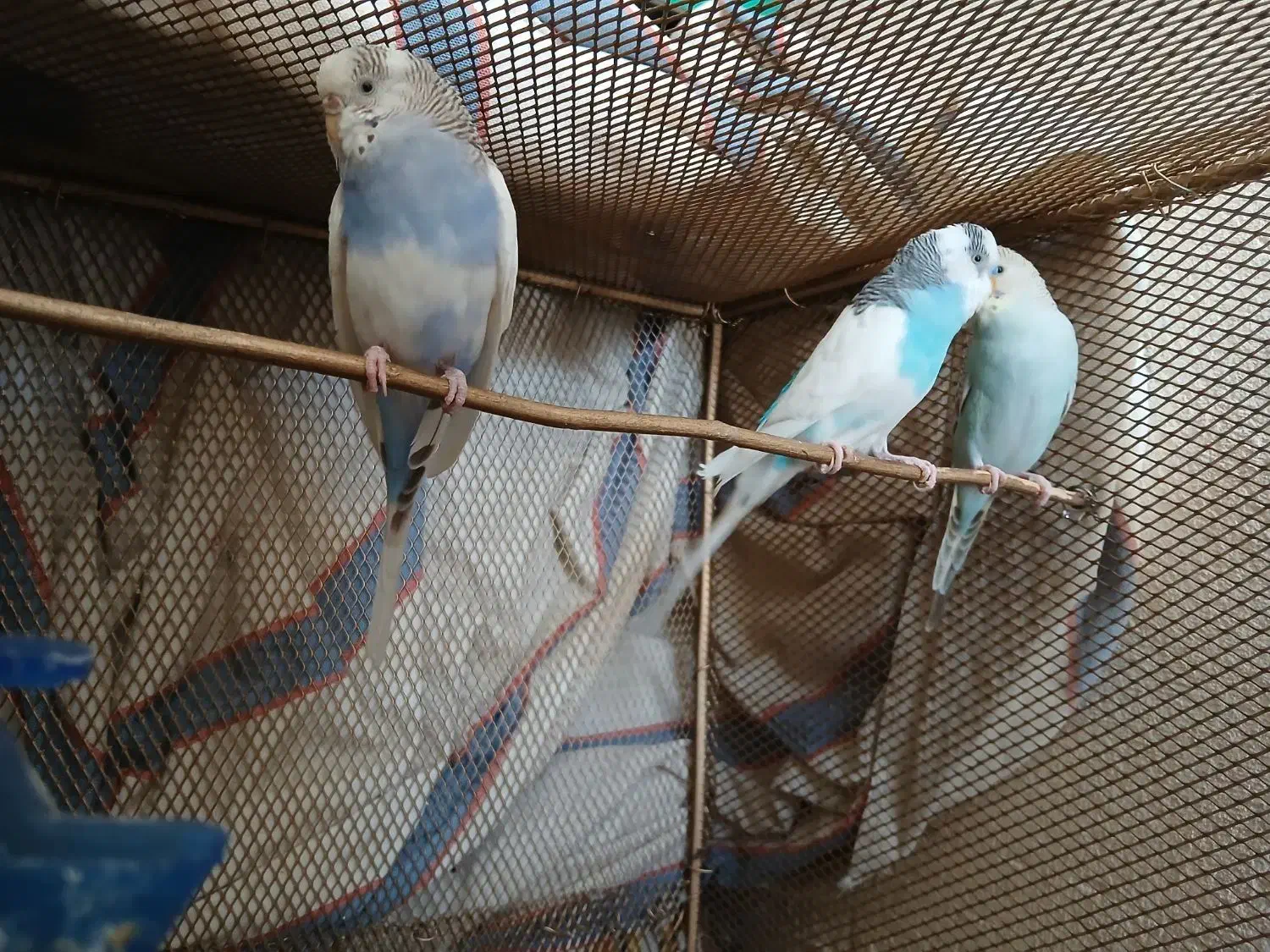 مرغ عشق|پرنده|داراب, |دیوار