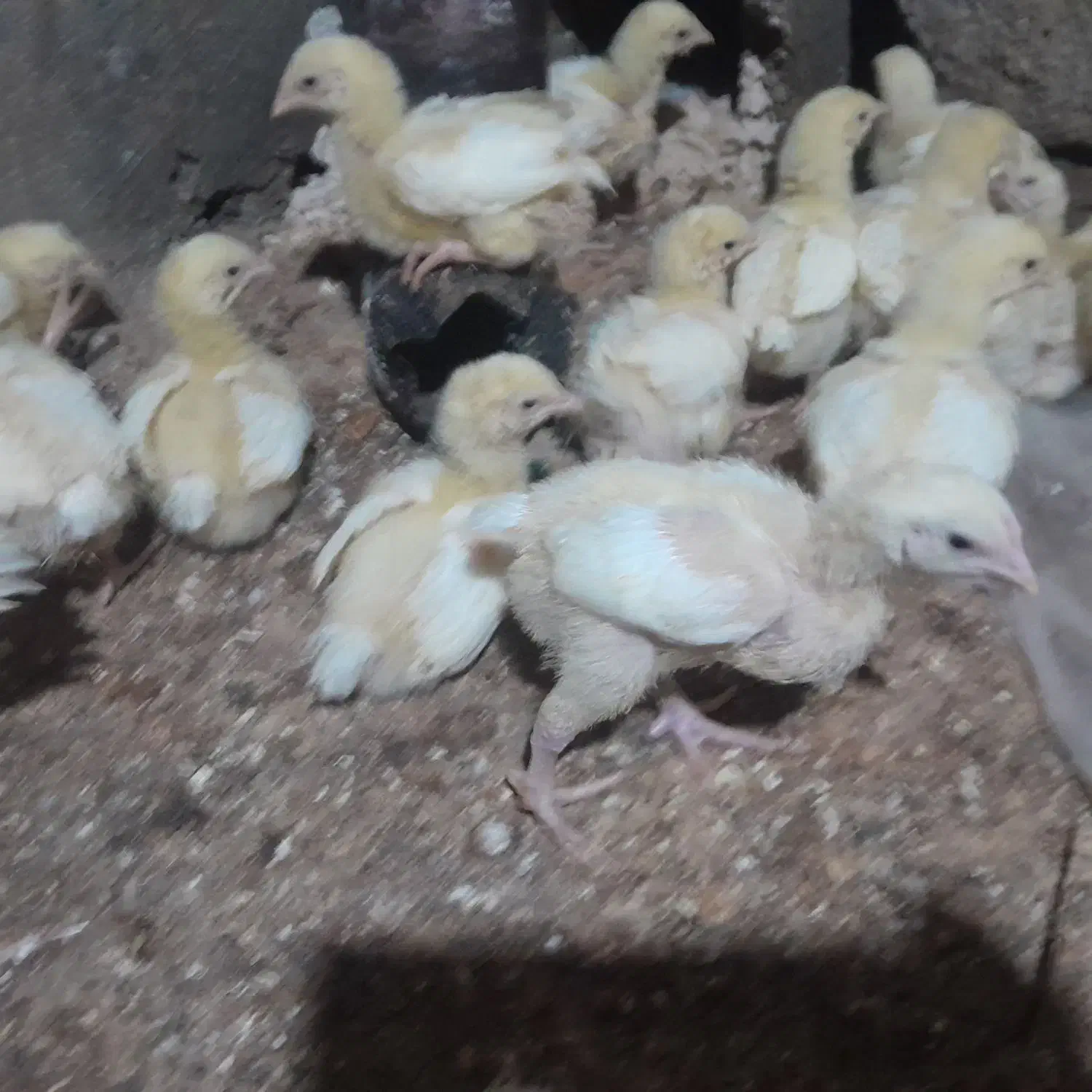 جوجه گوشتی|حیوانات مزرعه|سلیمان, |دیوار