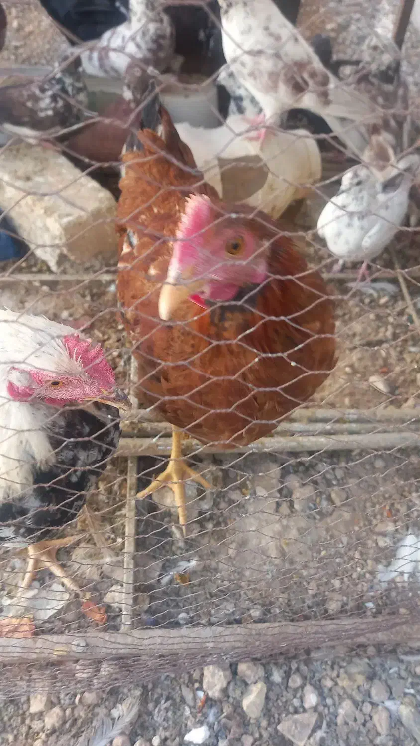 دو عدد مرغ بومی|حیوانات مزرعه|برخوار, |دیوار