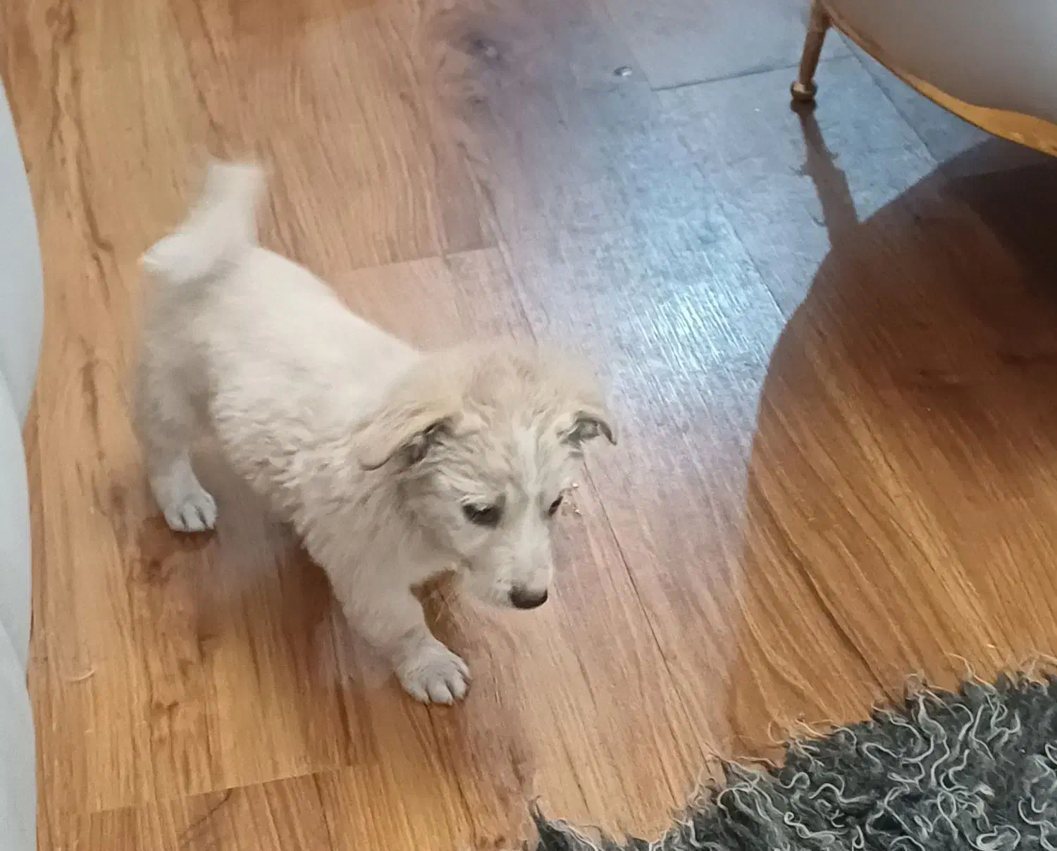 سگ پاکوتاه اشپیتز|سگ|مشهد, پردیس|دیوار