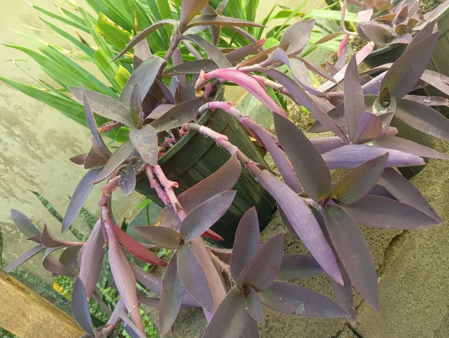 حراجی گل مریم|گل و گیاه طبیعی|سبزوار, توحیدشهر|دیوار