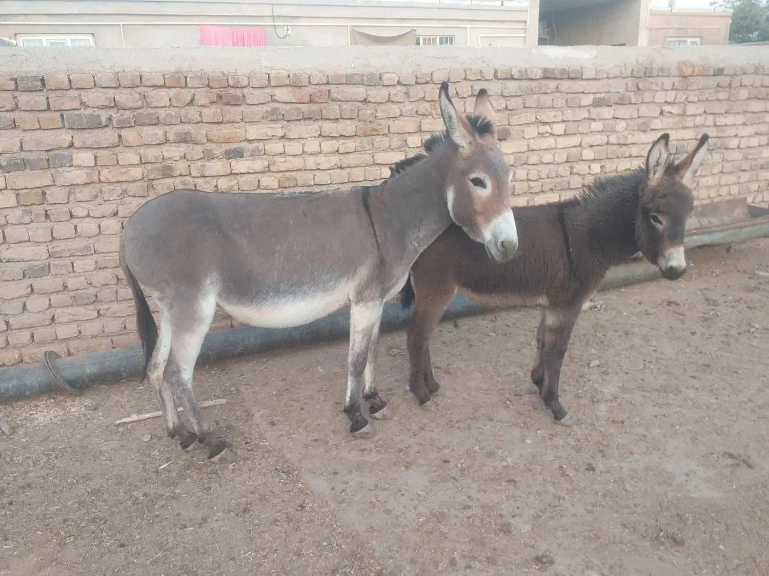 دو راس خر الاغ شیری کره دار جوان چاق|حیوانات مزرعه|رامند, |دیوار