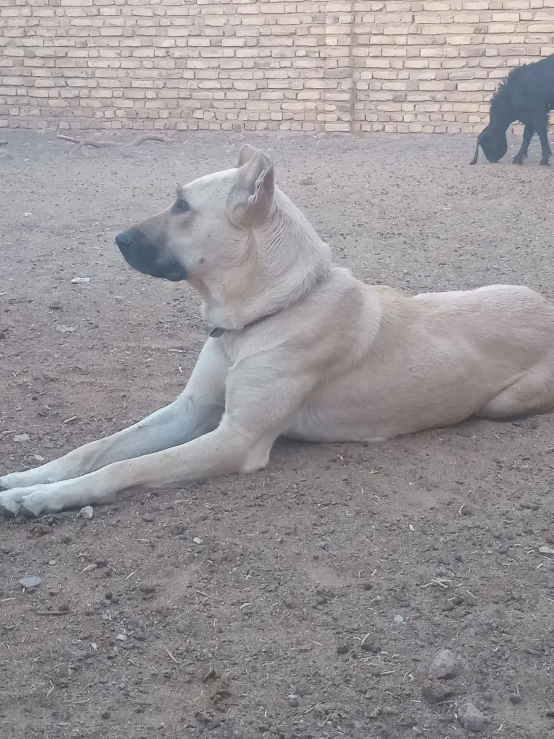 سگ ماده دهن پاک ق 5|سگ|رشتخوار, |دیوار