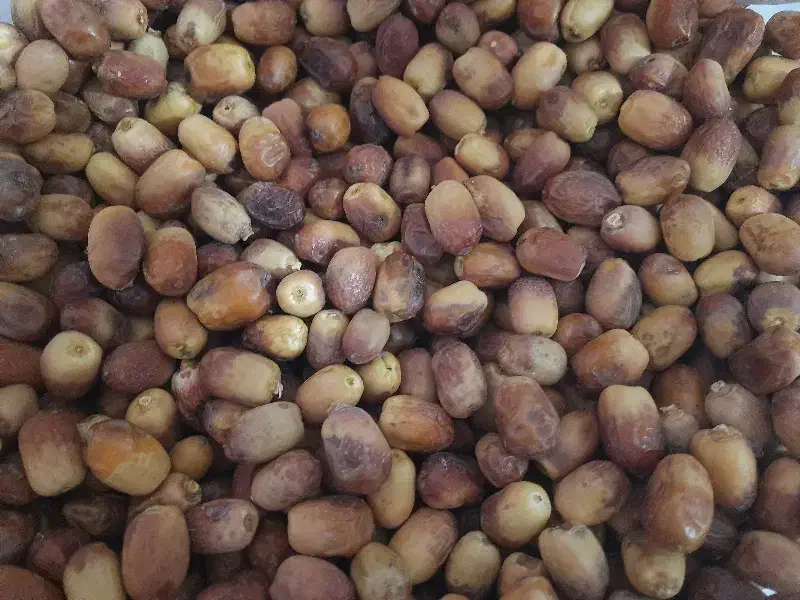 قصب سایز متوسط پاک شده فراشبند طعم و شهد بدون رقیب|خوردنی و آشامیدنی|شیراز, فرهنگیان|دیوار