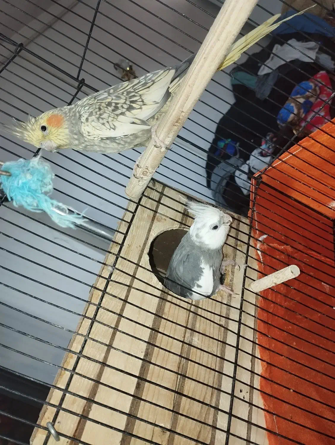 عروس هلندی مولد باجوجه|پرنده|ری, علایین|دیوار