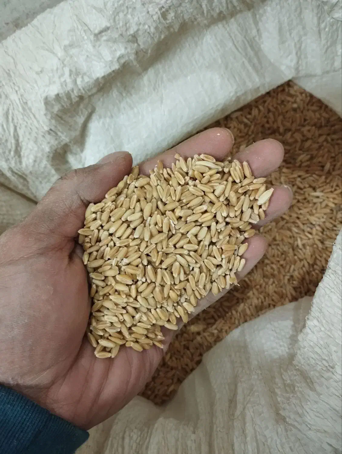 گندم بذری دیم|خدمات باغبانی و درختکاری|گلبهار, شهر جدید گلبهار|دیوار