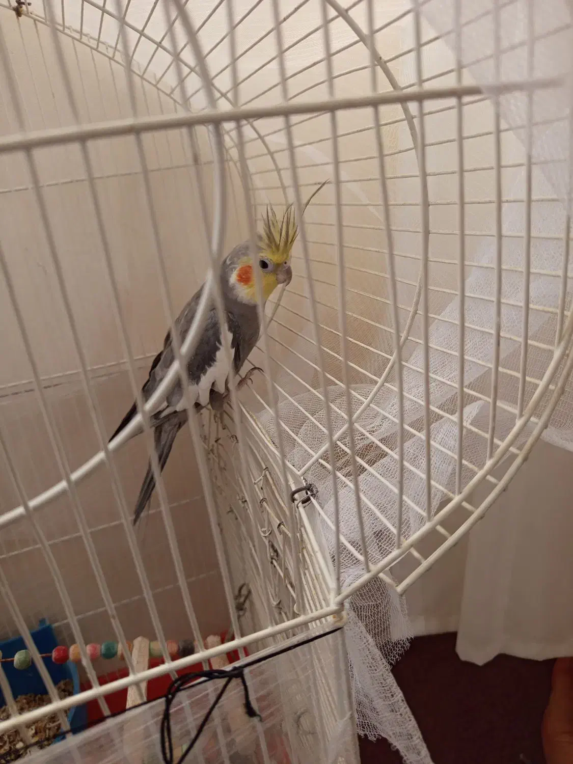 پرنده تزیینی|پرنده|اصفهان, فرودگاه شهید بهشتی|دیوار