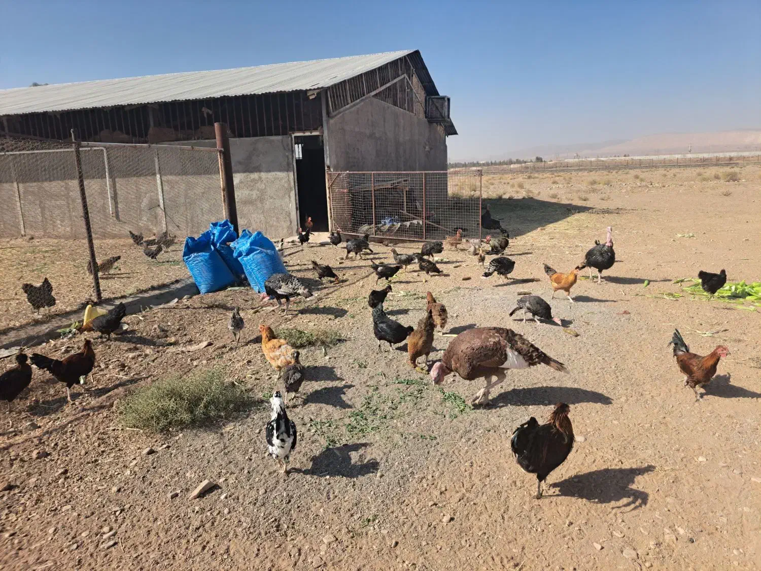 مرغ و خروس رسمی|حیوانات مزرعه|قم, پردیسان|دیوار