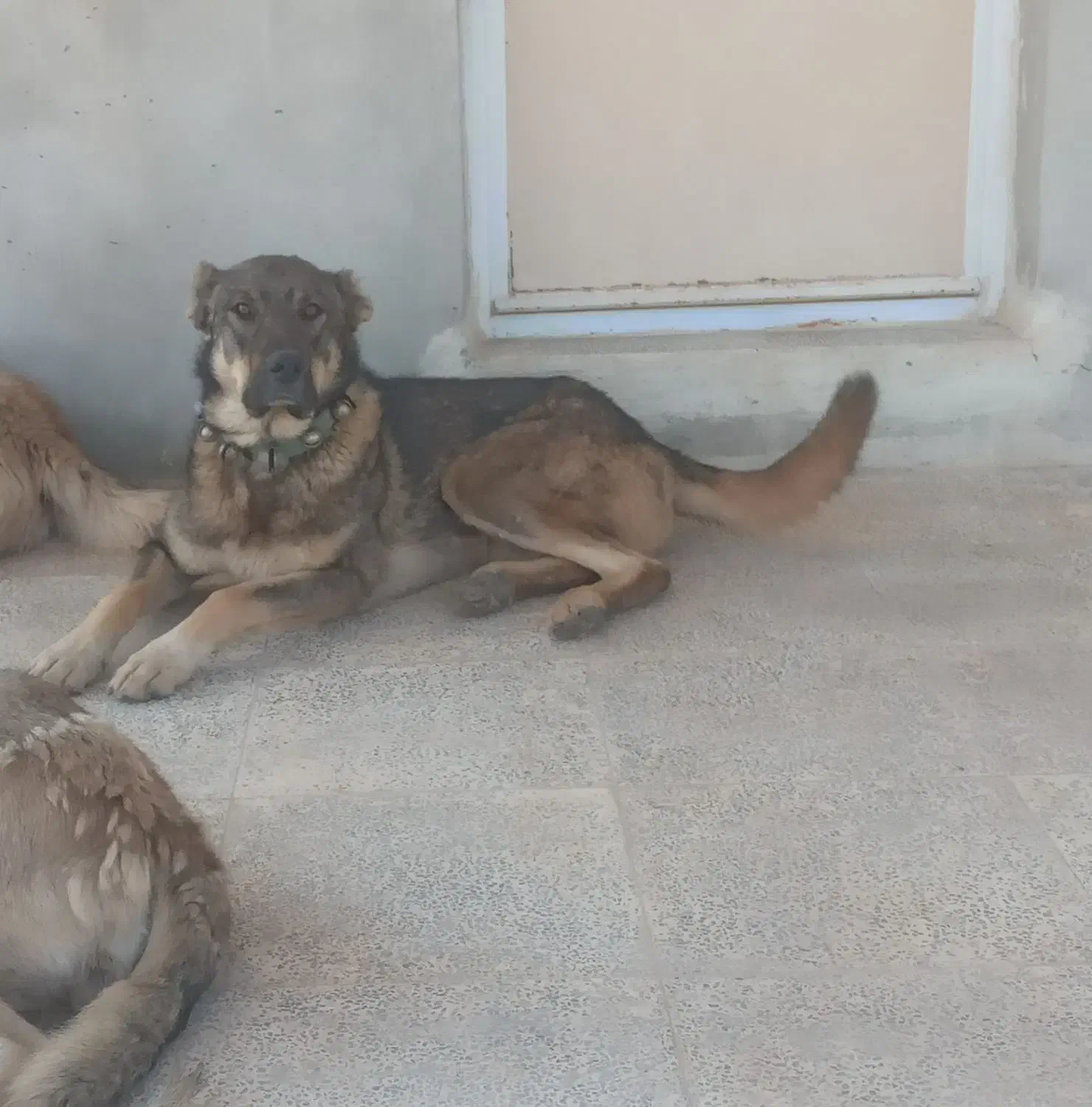 سگ سرابی پژدر گمشده|حیوانات|شازند, |دیوار