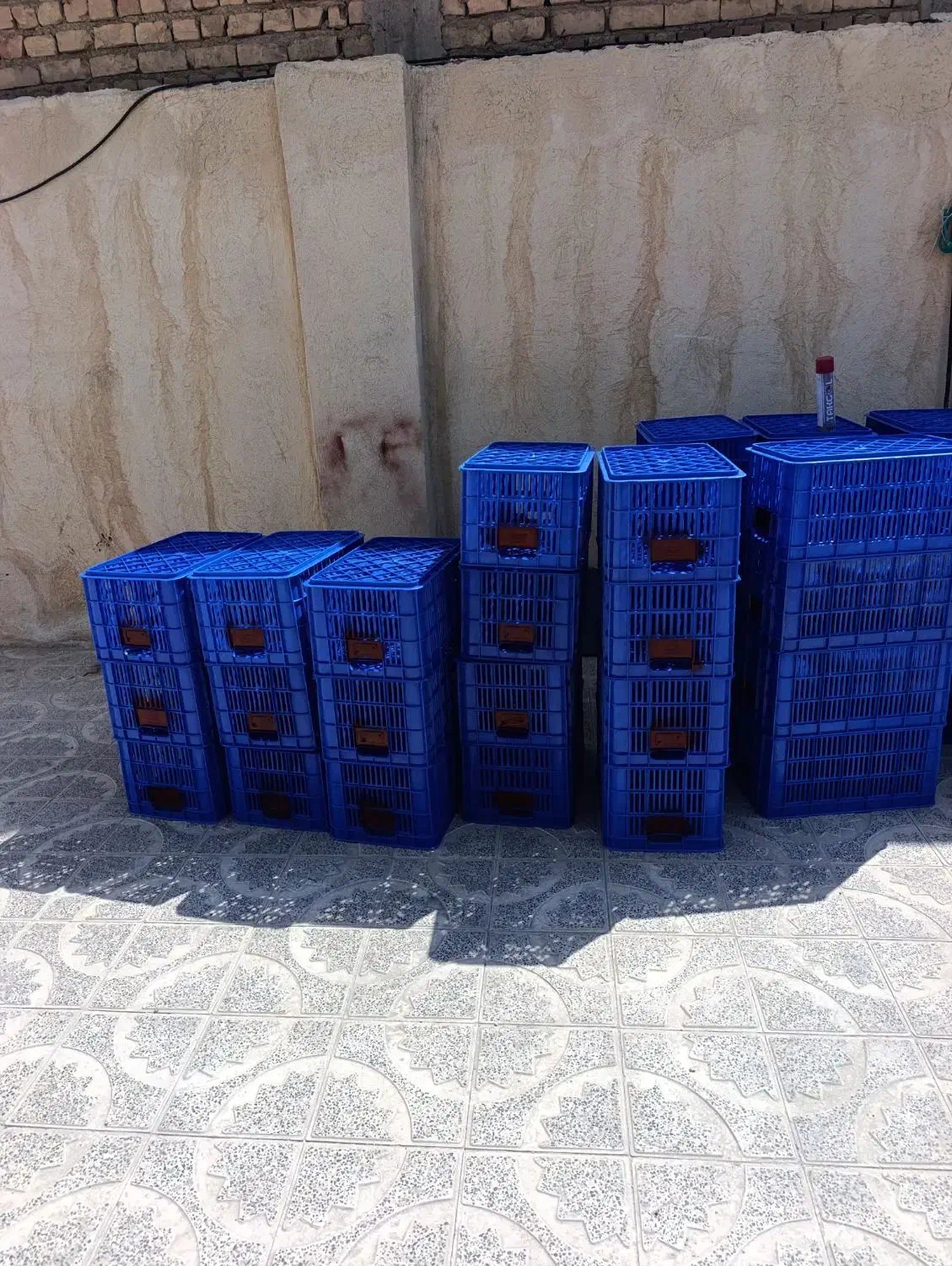 سبد.مرغ.ماهی.گوجه|عمدهفروشی|مرودشت, رامجرد یک|دیوار