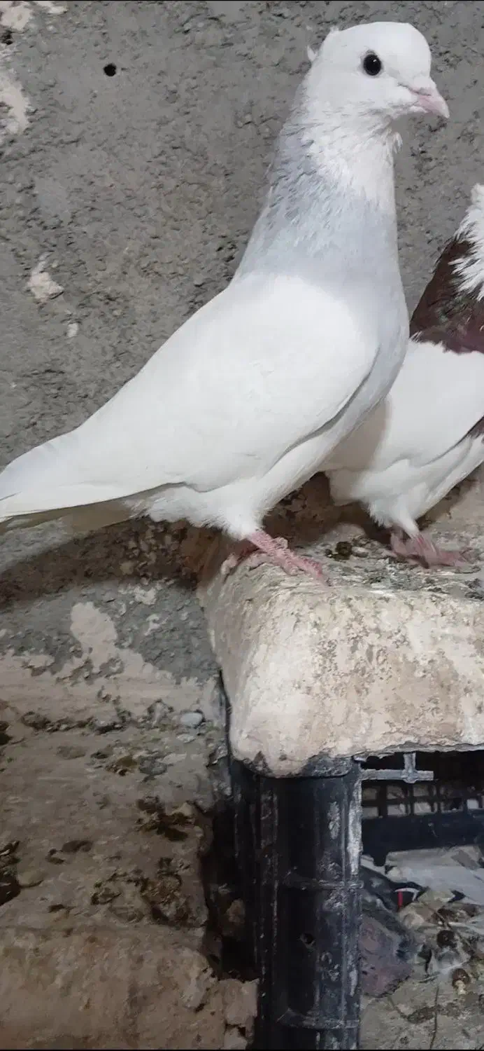 طوقی ابی نر|پرنده|آشخانه, |دیوار