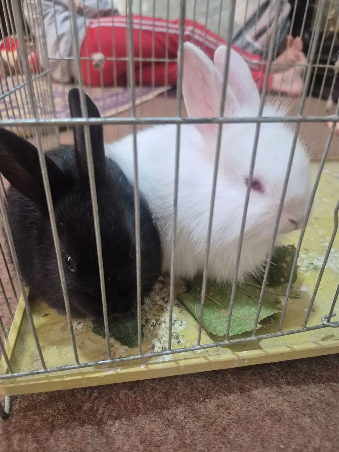 دوتا خرگوش|موش و خرگوش|آذرشهر, |دیوار