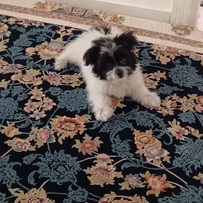 سگ شیتزو|سگ|پرند, فاز ۶|دیوار