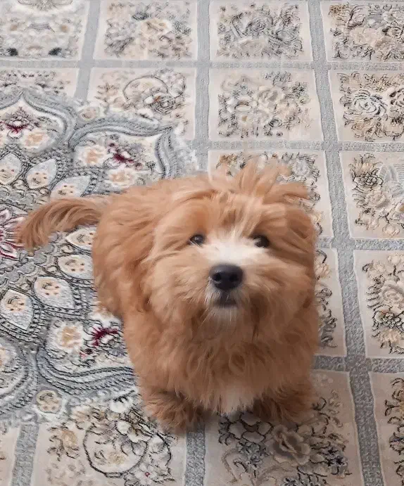 سگ پاکوتاه|سگ|قم, چهل درخت‎|دیوار