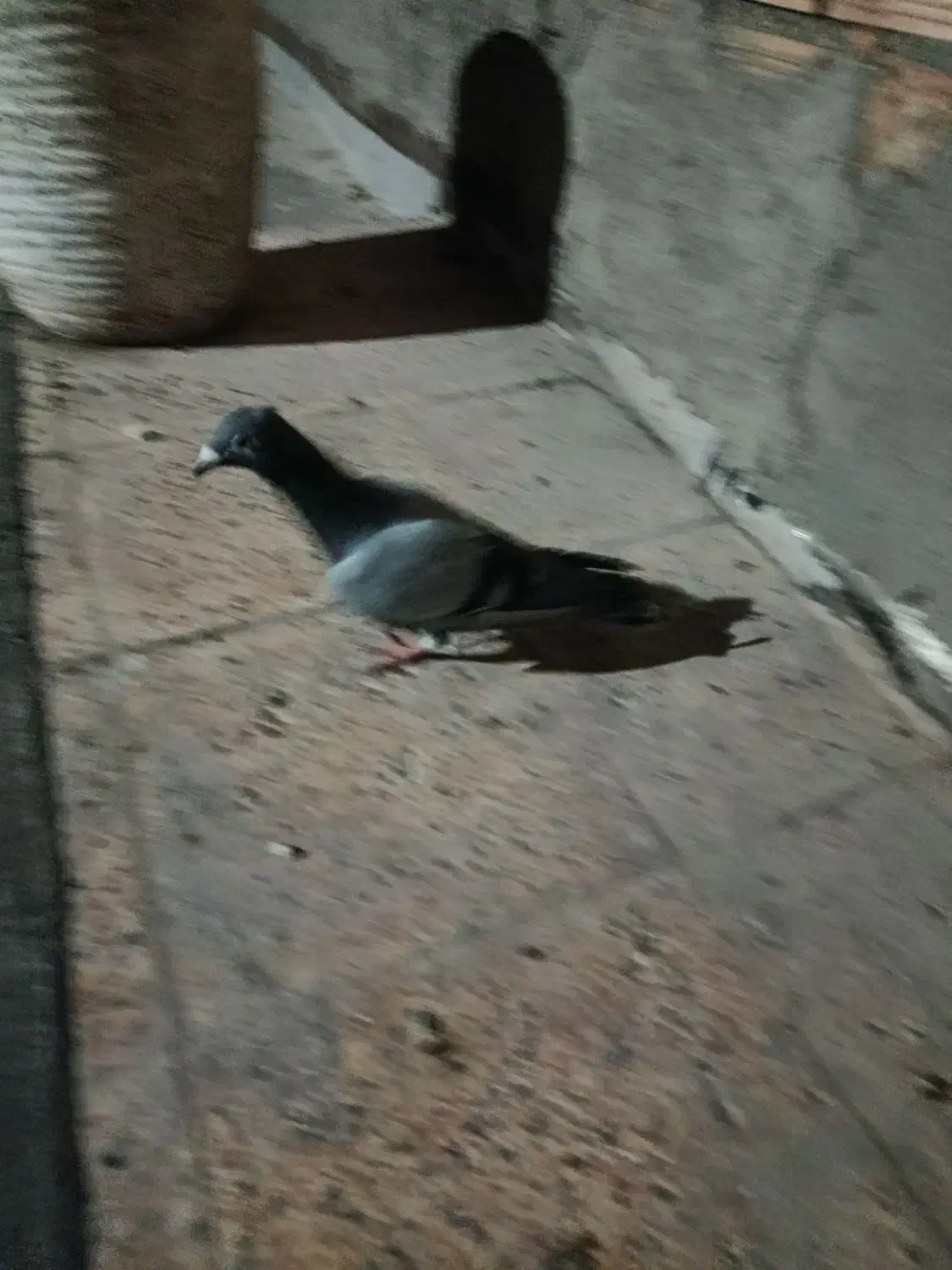 آتم|پرنده|خوی, |دیوار