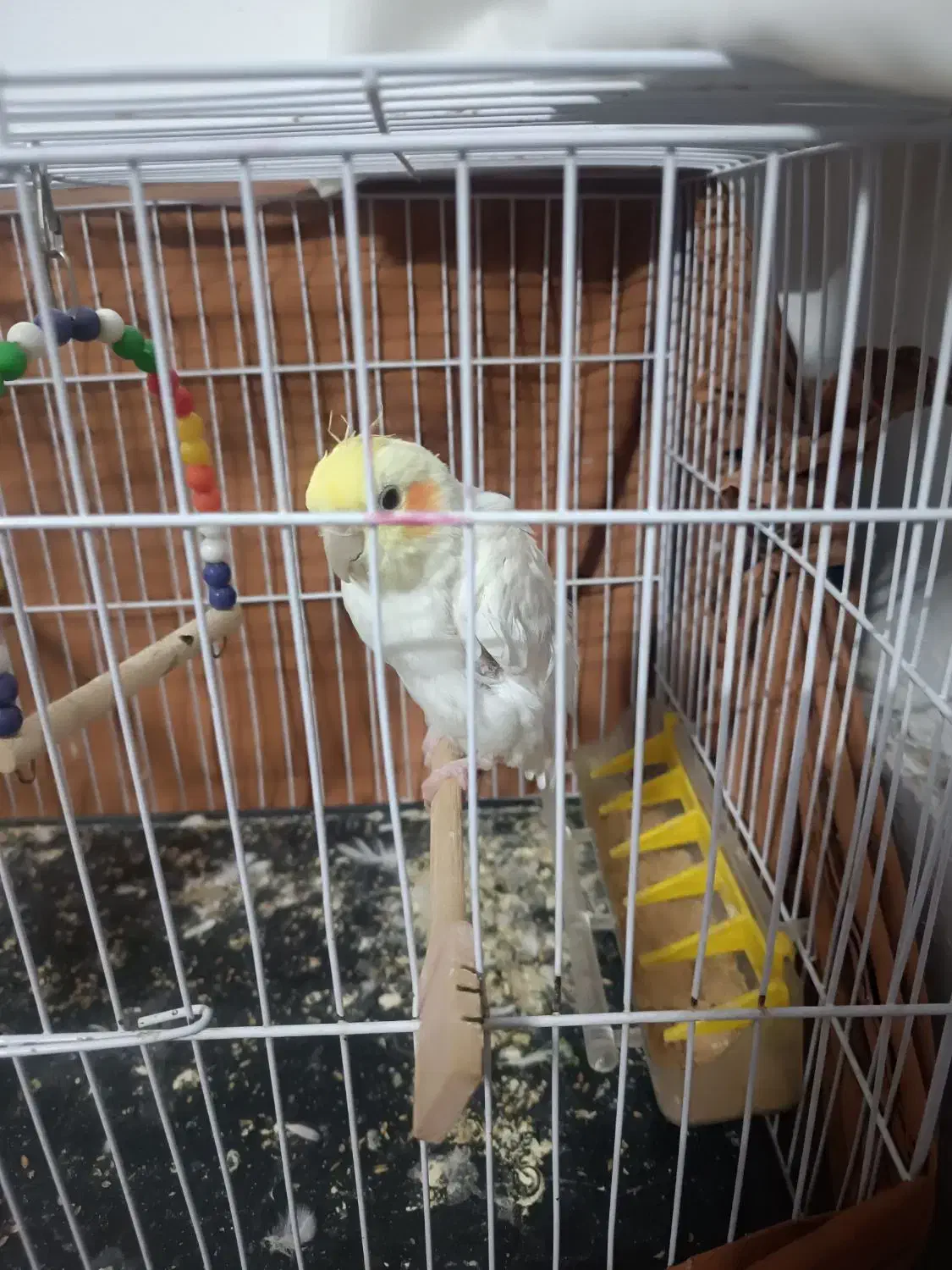 عروس هلندی|پرنده|سبزوار, کاشفی شمالی (دادگستری)|دیوار