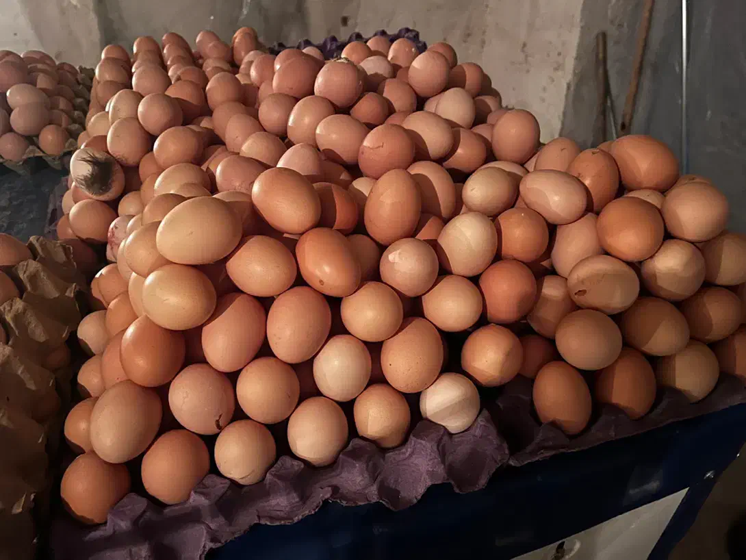 تخم مرغ محلی نژادگلپایگان|خوردنی و آشامیدنی|کرمان, |دیوار