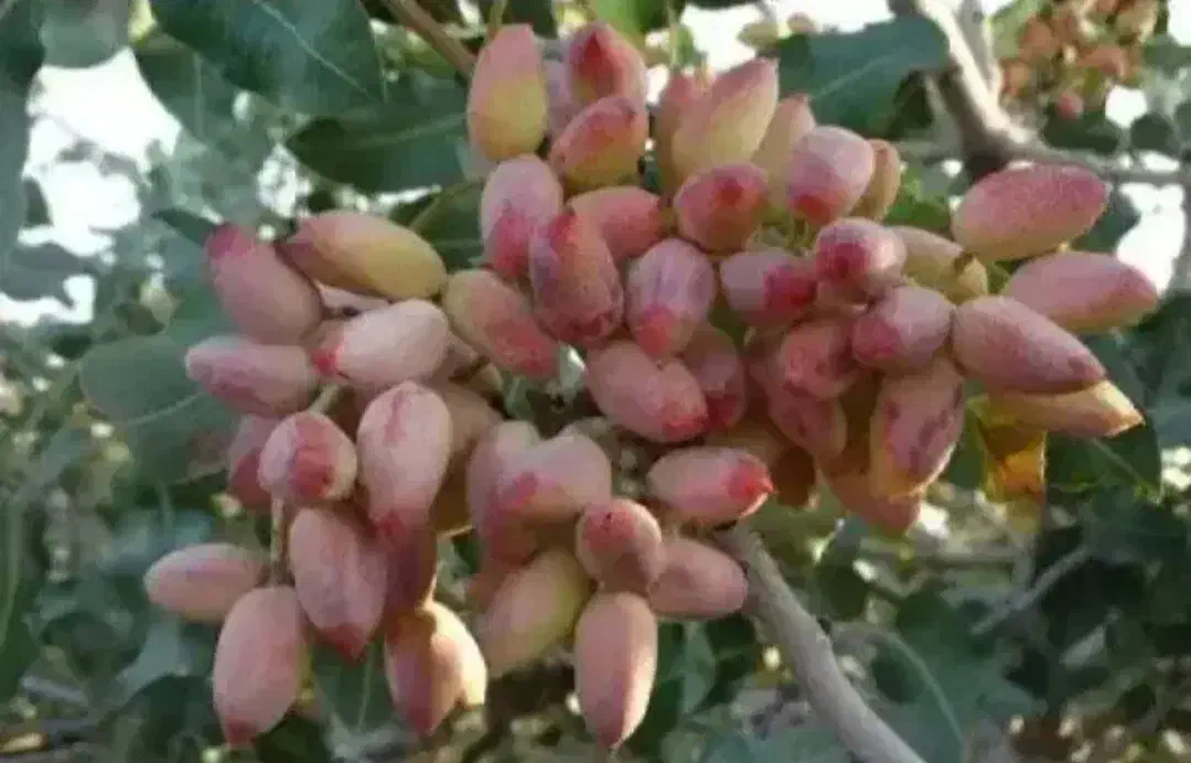 باغ پسته 850میلیون|فروش دفتر صنعتی، کشاورزی، تجاری|نیشابور, ریوند|دیوار